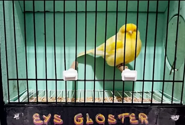 Üst Sınıf Gloster Kanaryalar
