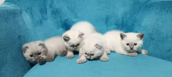 40 Günlük Bluepoint Yavru Kediler