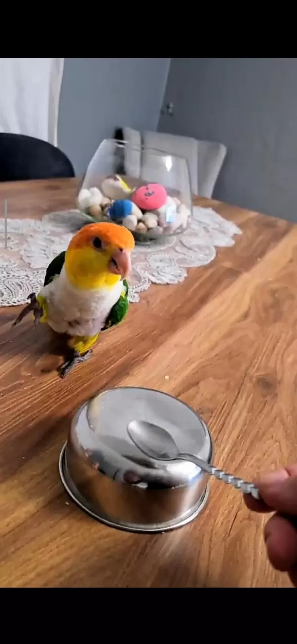 Full Evcil Portakal Kafa Caique