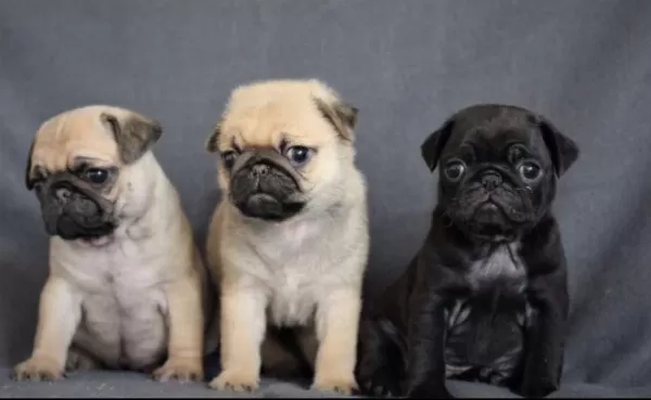 İrk Ve Sağlık Garantili Pug Yavrular Tacedpet