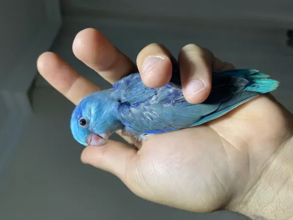 Yeni Yeme Düşmüş Forpus Papağanı