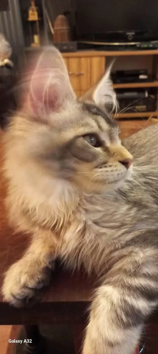 Safkan Son Erkek Maine Coon Yavru İstanbul İçine