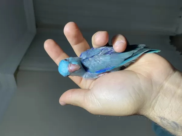 Yeni Yeme Düşmüş Forpus Papağanı