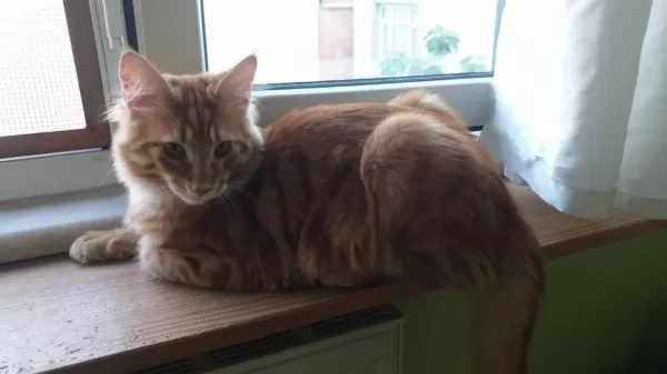 Xxxl Maine Coon Erkek Sari Özel Renk