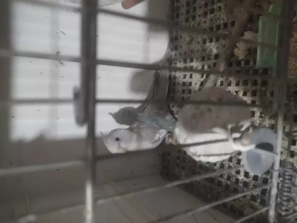 Bebek Sultan Papağanı