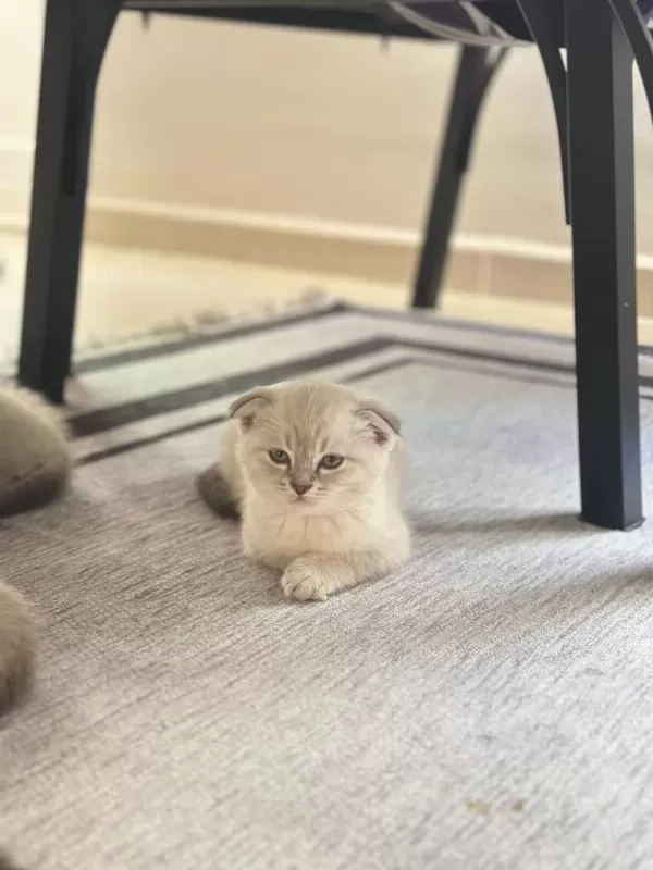 1.5 Aylık Scottish Fold Yavrular