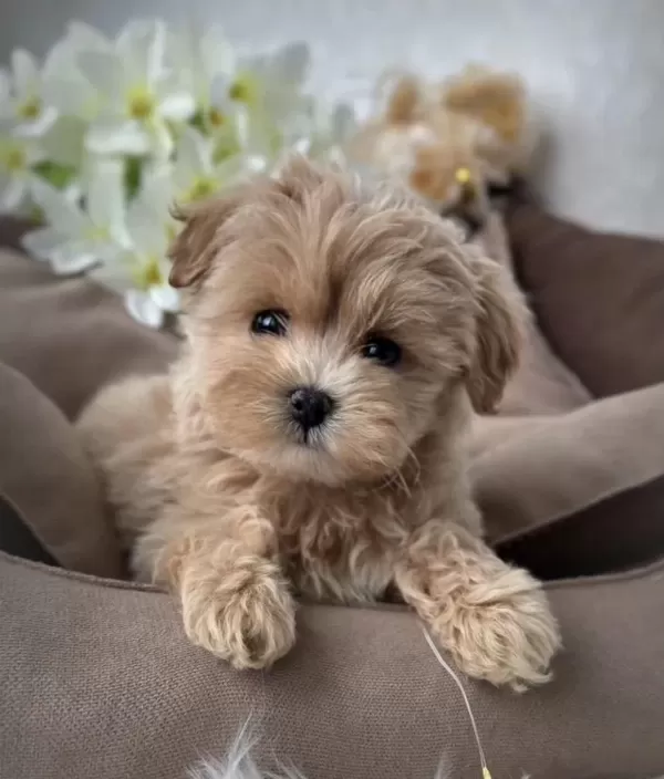 Kore Teacup Maltipoo Yavrular