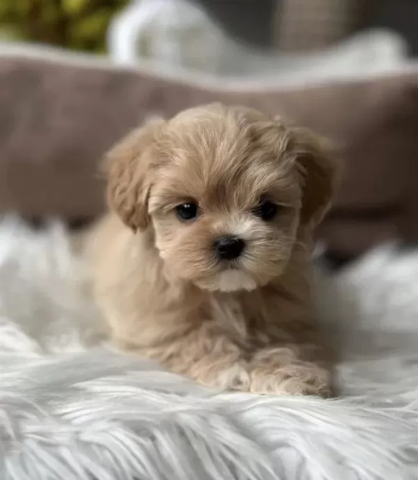 Türkiye’nin Tek Micro Maltipoo Yavruları