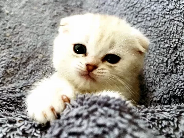 Scottish Fold Silver Bebekler