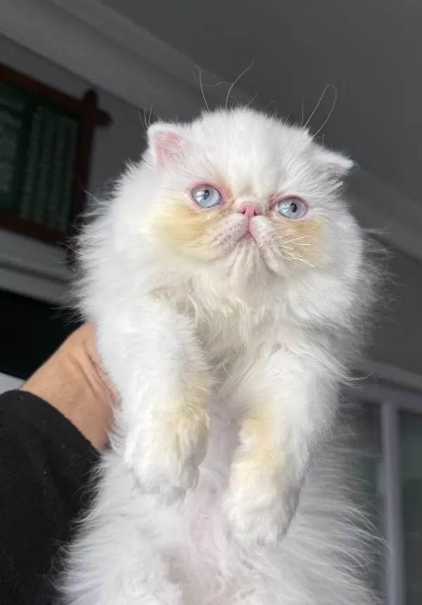 İran Persian (mükemmel Kalite)