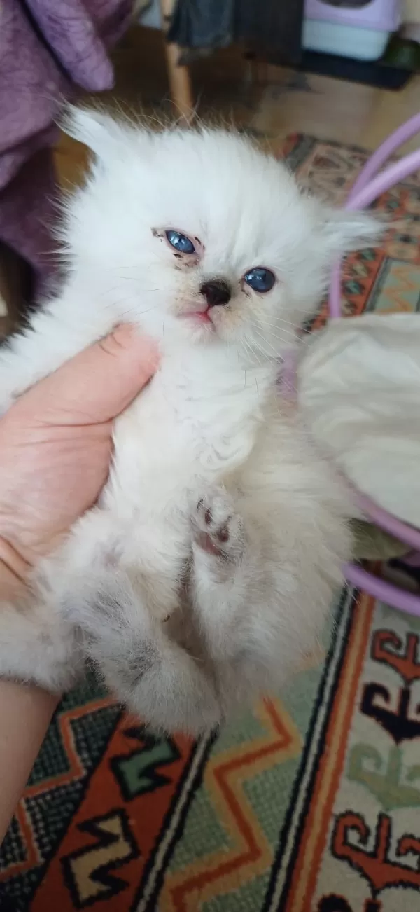Anne Sütünden Kesilmek Üzere İran Kedisi (persian)