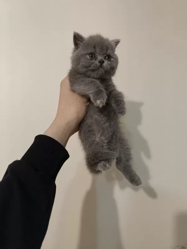 Gri Erkek Dişi Ayıcık Surat Safkan Kediler