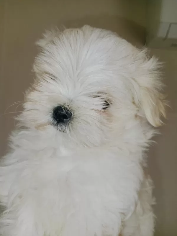 Pamuk Gibi Maltese Kızımız