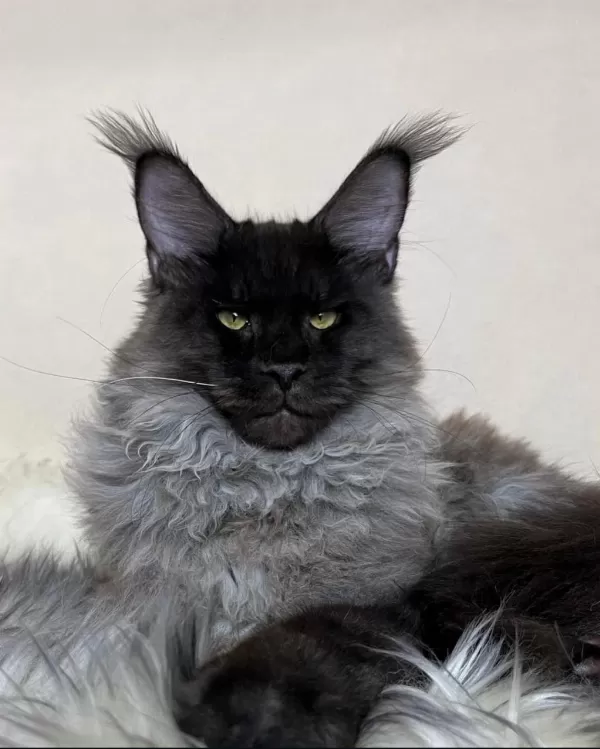 Show Kalite Sçr Belgeli Maine Coon Yavrularımız