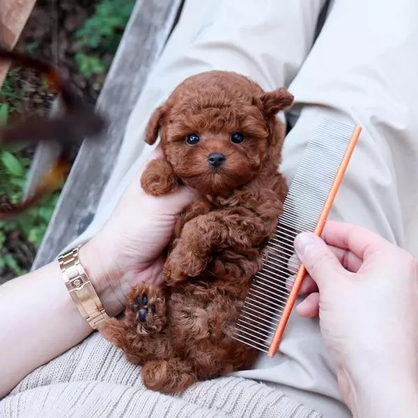 Toy Poodle Bebeklerim