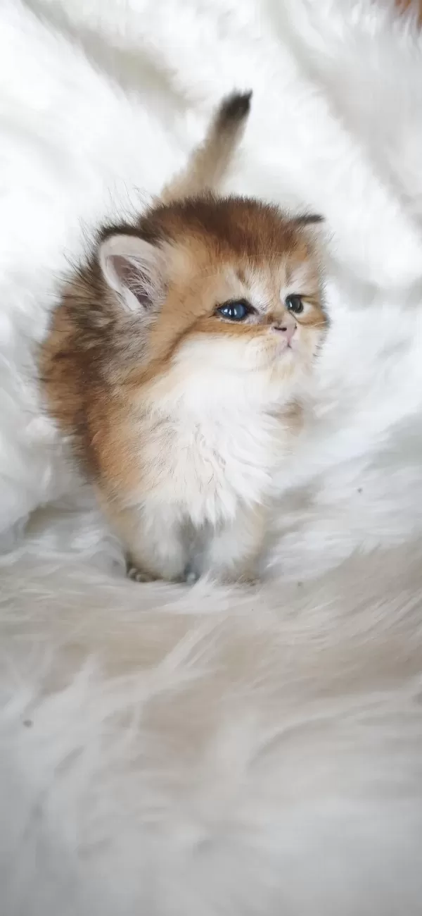 Ny25 Erkek British Longhair