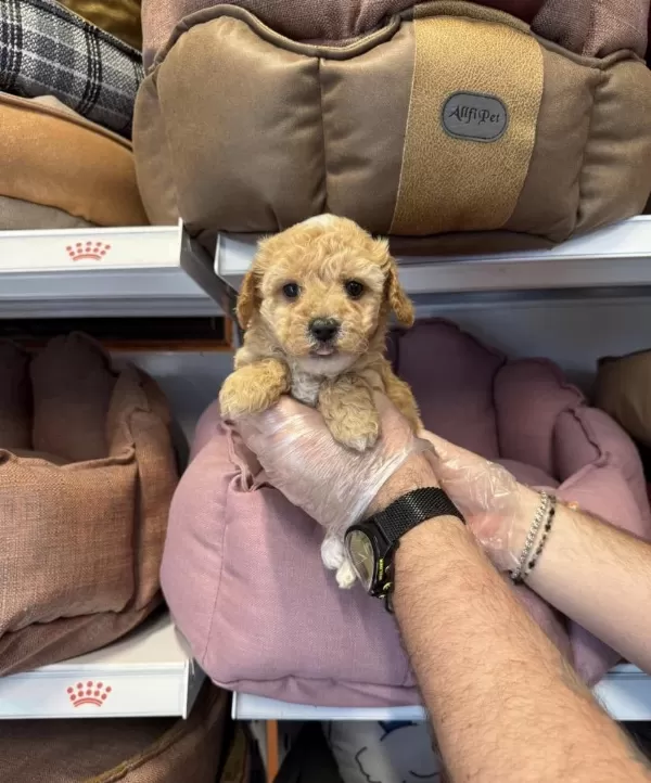 Bebek Yüzlü Maltipoo Yavrularımız