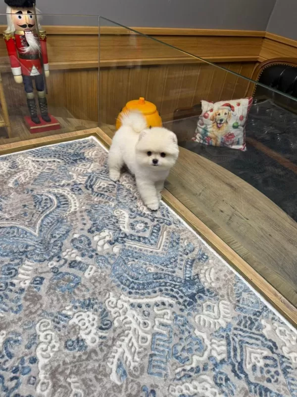 Ayıcık Surat Pomeranian Boo