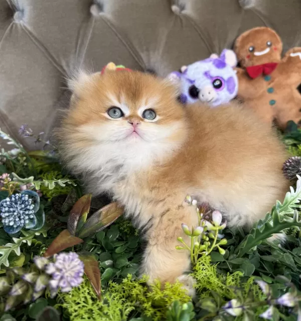 Yüksek Kalite British Longhair