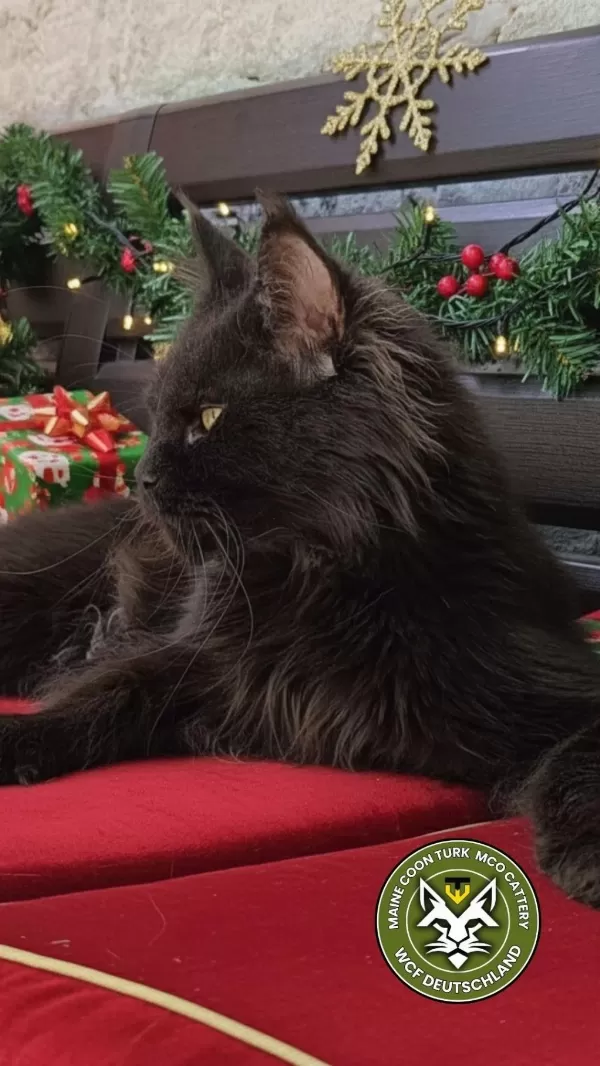 Maine Coon Türk - Mco Cattery