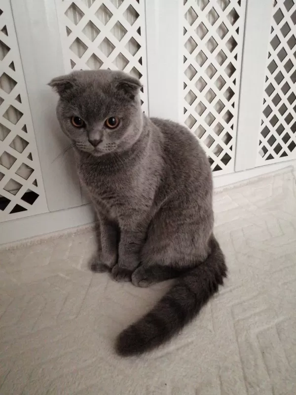 6 Aylık Safkan Scottish Fold