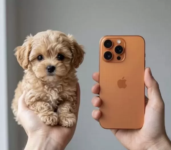 Türkiye’nin Tek Micro Maltipoo Yavruları
