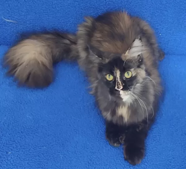 Buyrun Sizlere Dev Bir Maincoon Dişi Tortie