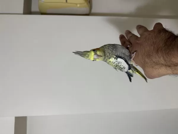 Bayram Şekeri Jumbo Erkek Sultan Papağanı