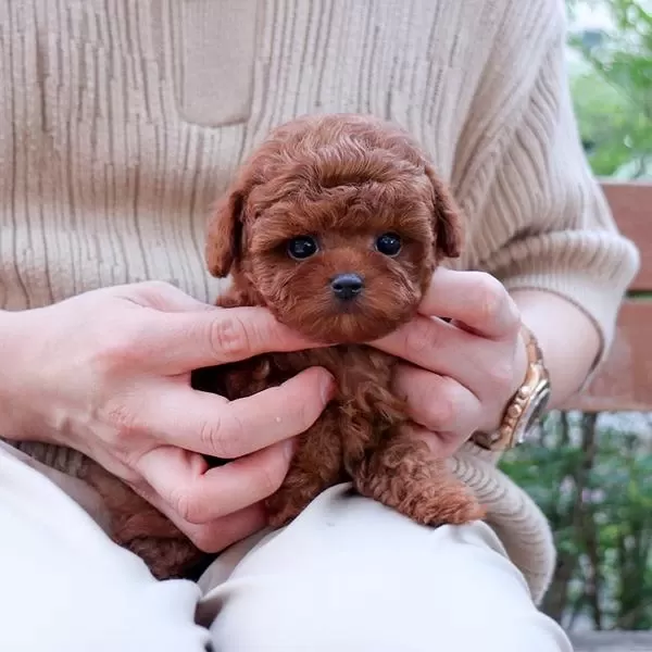 Toy Poodle Bebeklerim