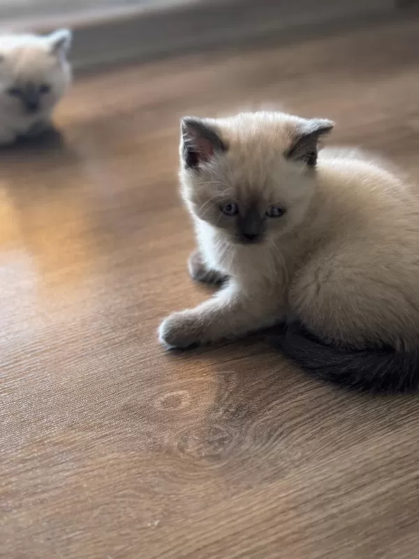 Scottish Ve British Shorthair Blue Point Yavrular