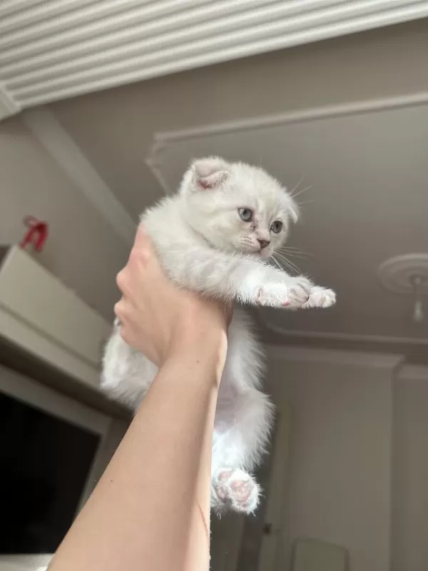 1.5 Aylık Scottish Fold Yavrular