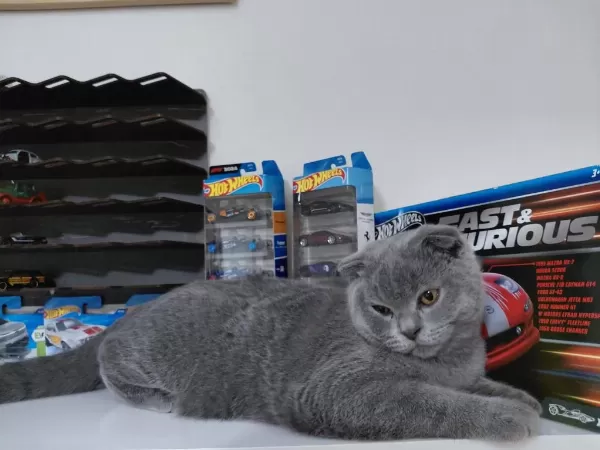 6 Aylık Safkan Scottish Fold