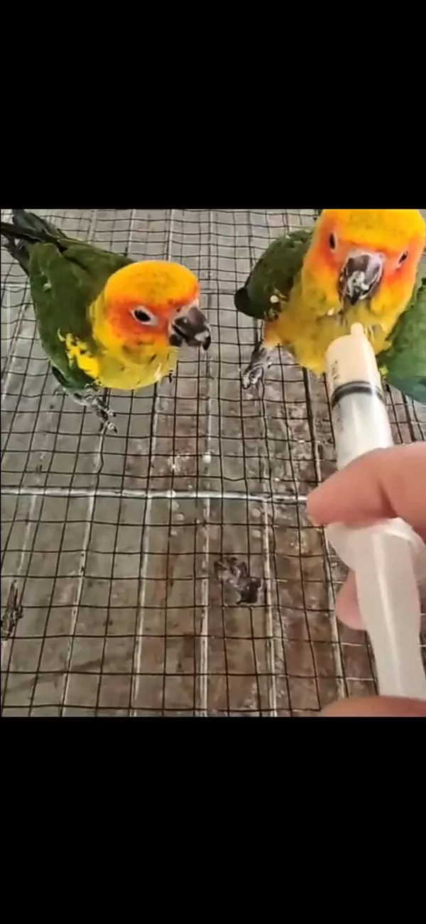 El Besleme Güneş Konur Papağanlari