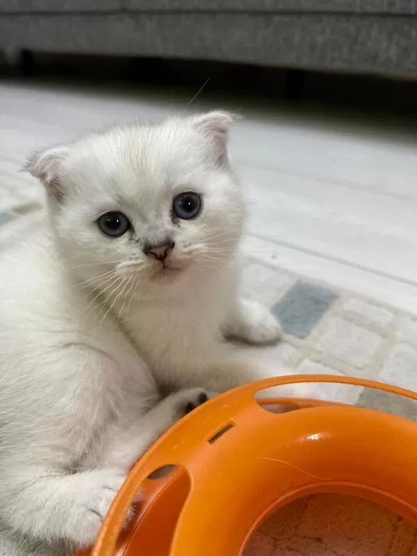 Top Kafa Scottish Fold