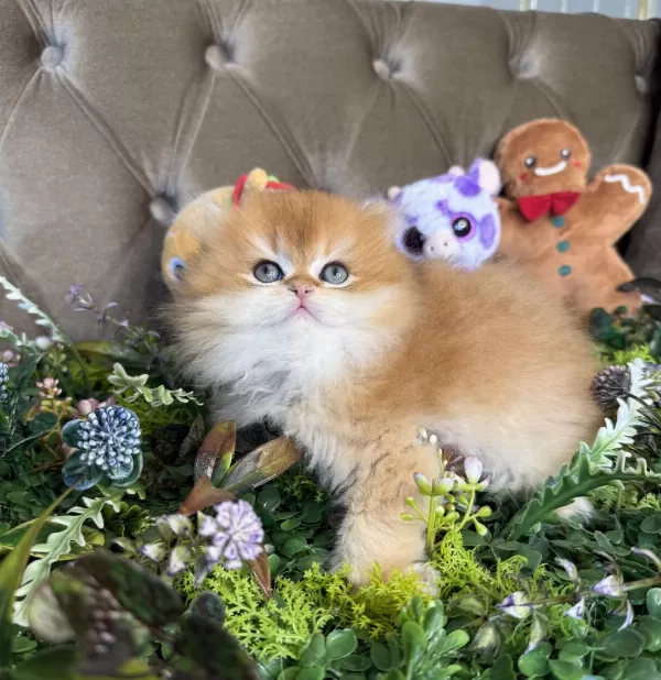 Yüksek Kalite British Longhair