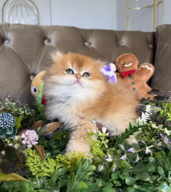 Yüksek Kalite British Longhair