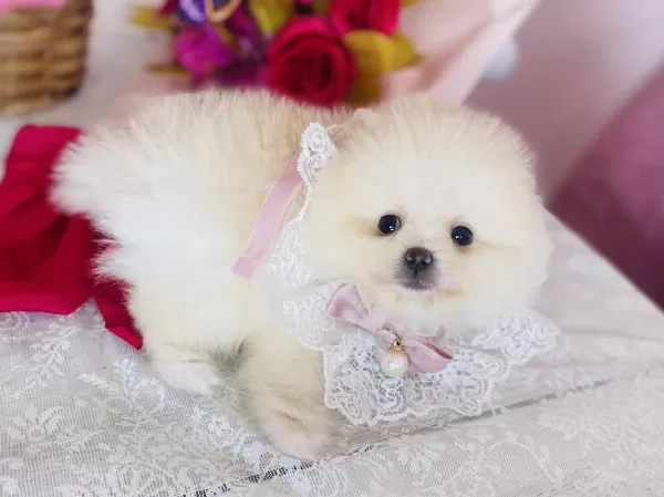 Pomeranian Boo Dişi Ve Erkek Yavrular