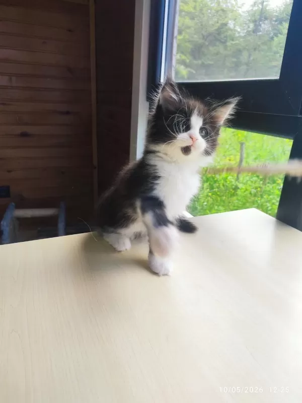 Tüm Aşı Ve Belgeler İle Eksiksiz Kayıtlı Şecereli Maine Coon