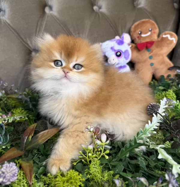 Yüksek Kalite British Longhair