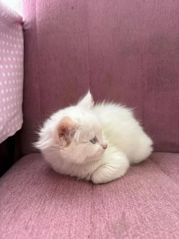 British Longhair Bebeklerimiz