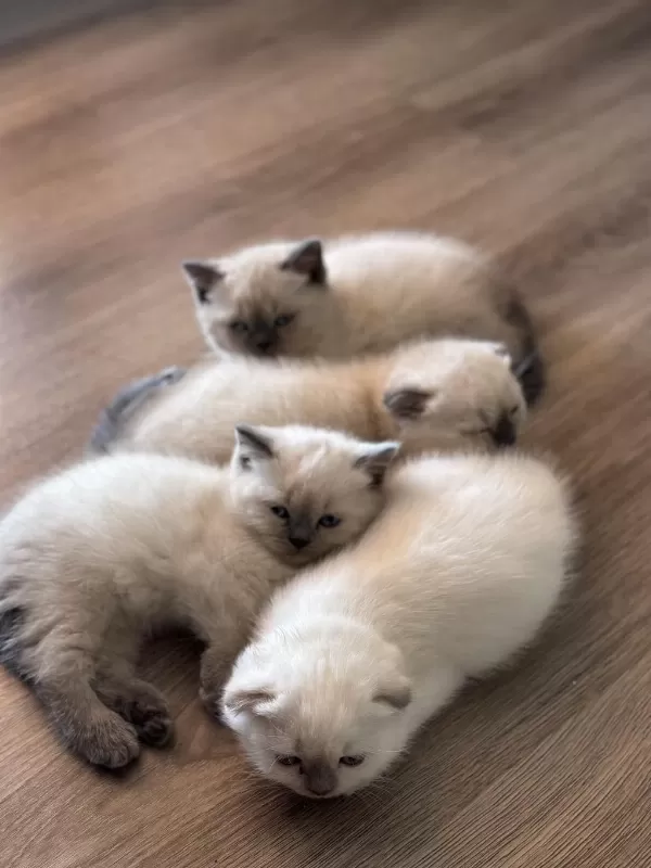 Scottish Ve British Shorthair Blue Point Yavrular