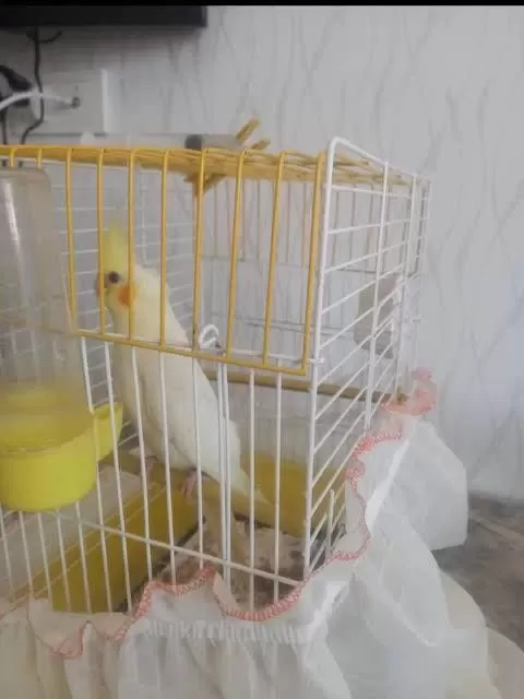 Uyguna Sultan Papağanı