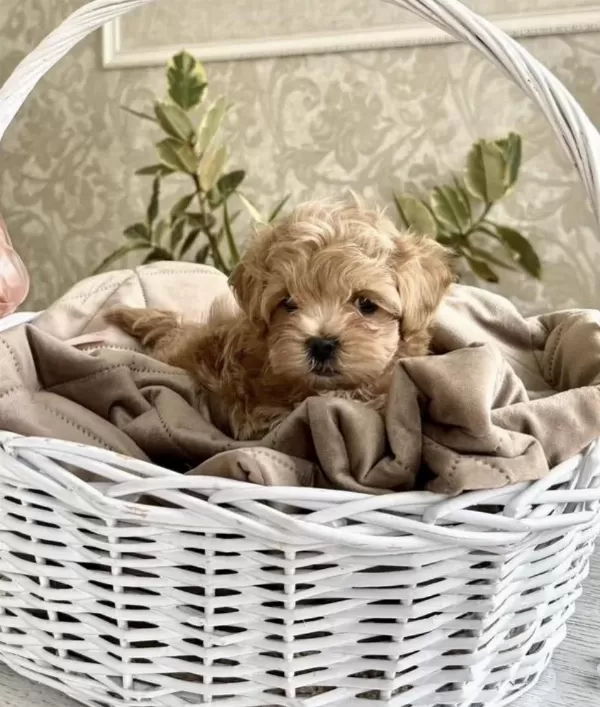 Türkiye’nin Tek Micro Maltipoo Yavruları