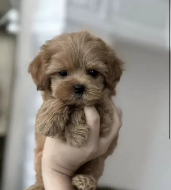 Türkiyenin En Özel Micro Teacup Maltipoo Yavruları