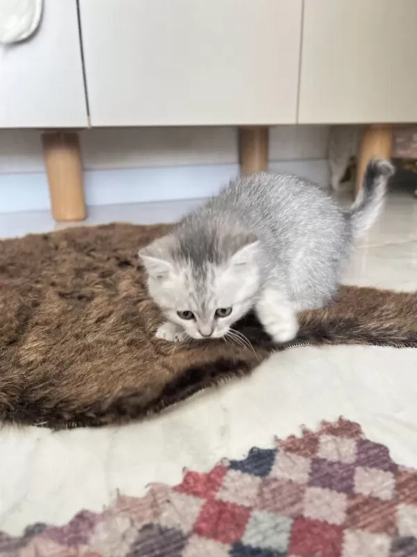 Şirin Ve Tatlı Yavru Kediler