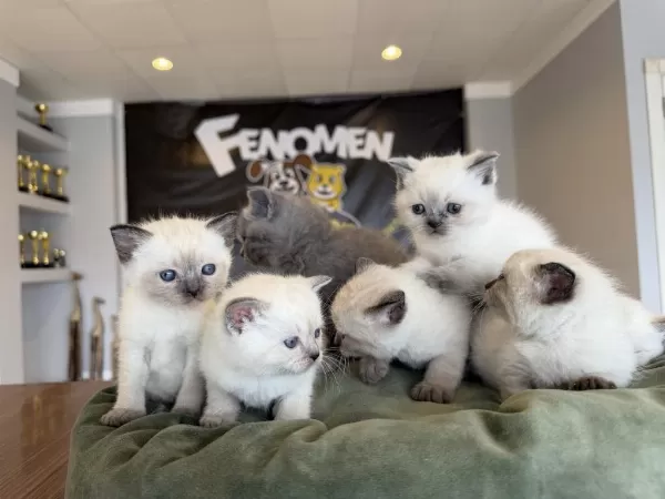 Renk Renk Orjinal British Shorthair Yavruları Ankara