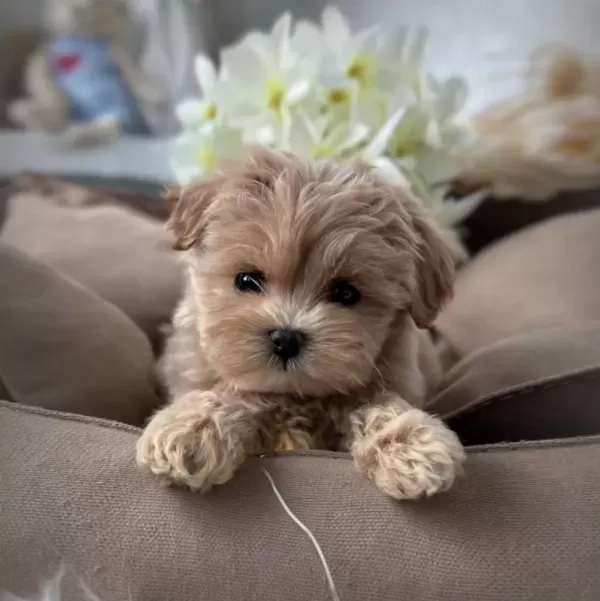 Türkiye’nin En Özel Maltipoo Yavruları
