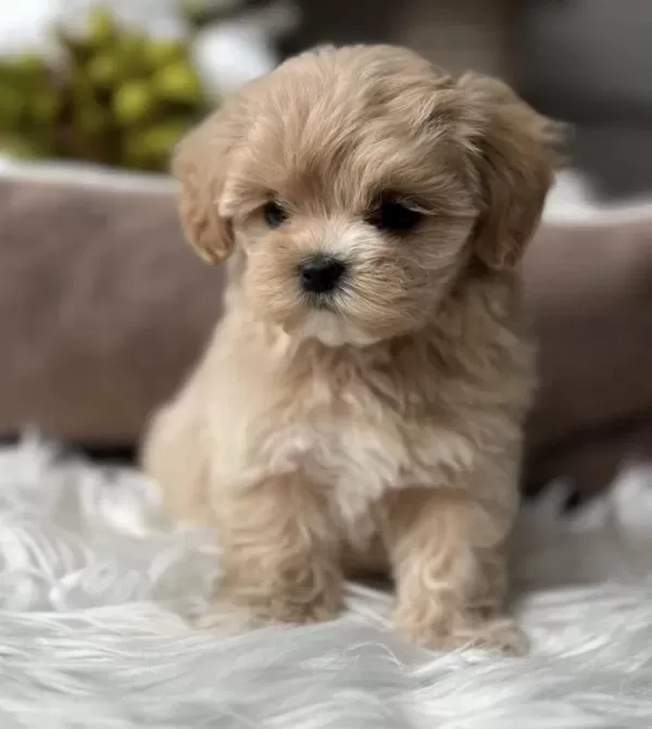 Teacup Kore Maltipoo Yavrular