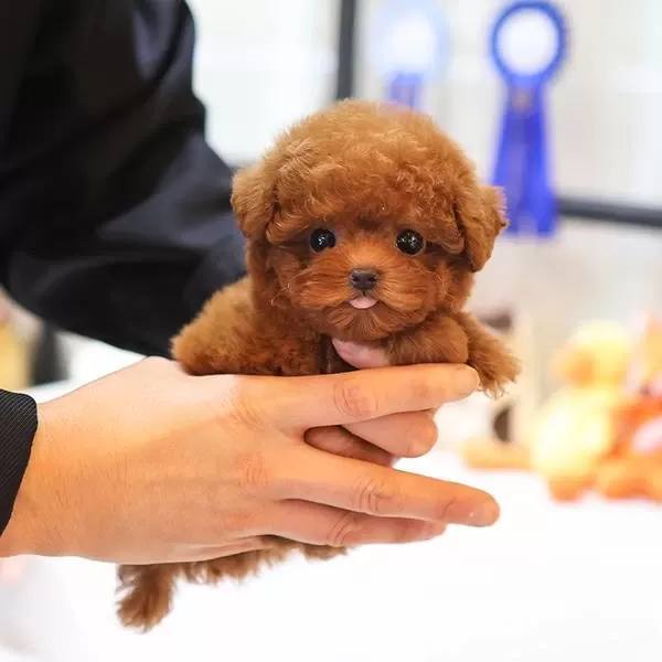 Saglik Ve İrk Garantili Toy Poodle Yavrularim