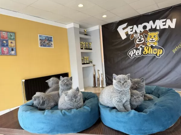 Renk Renk Orjinal British Shorthair Yavruları Ankara